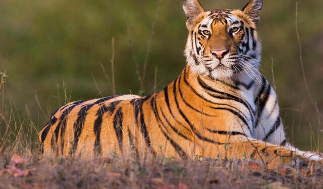 Bandhavgarh National Park, India; 17 months old Bengal tiger cub (male) resting in open area early morning, dry season