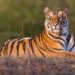 Bandhavgarh National Park, India; 17 months old Bengal tiger cub (male) resting in open area early morning, dry season